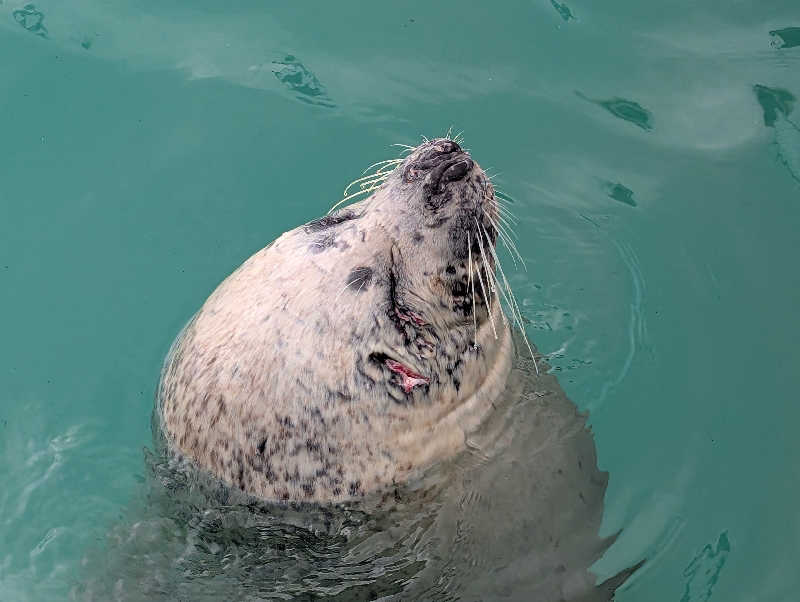 あきさんのたきのうえホテル渓谷のサ活写真