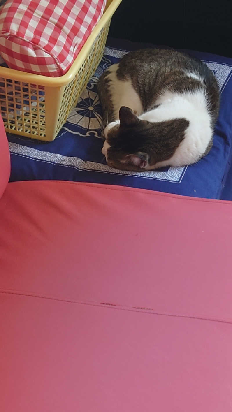 ようようズさんのかくのだて温泉のサ活写真