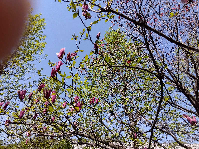 BSデカいひとさんの稲城天然温泉 季乃彩(ときのいろどり )のサ活写真