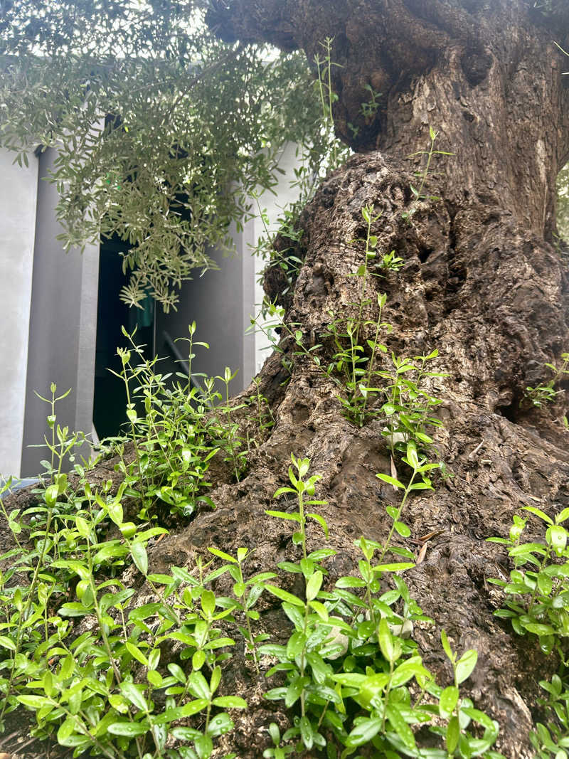 ケロリンさんのsauna kolme kylä (サウナ コルメ キュラ)のサ活写真