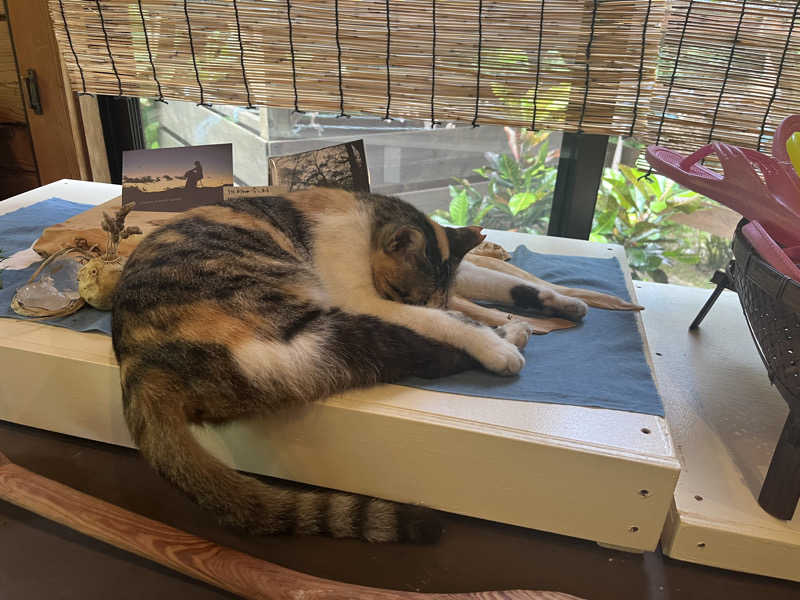 海夏さんの亜熱帯サウナのサ活写真