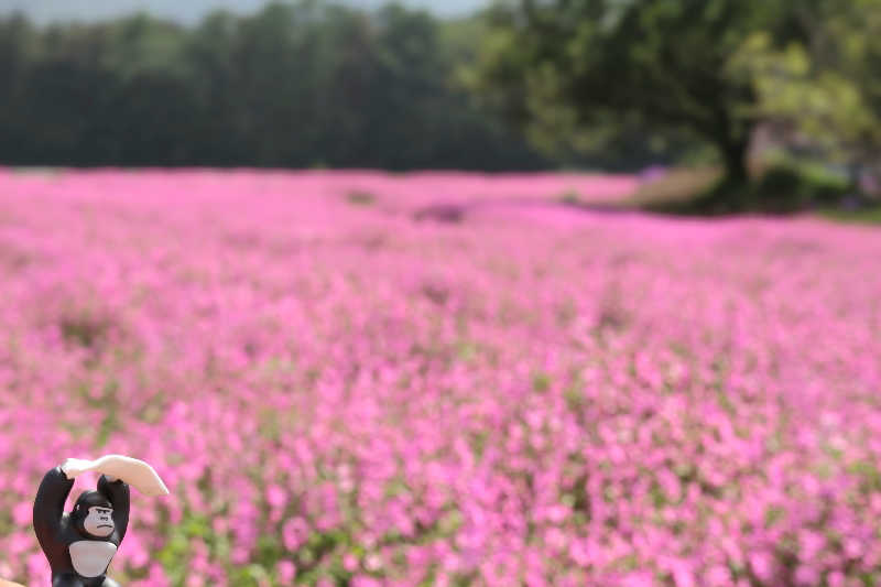 まっきー（・〜・）さんのふれあい交流センター大芝の湯のサ活写真