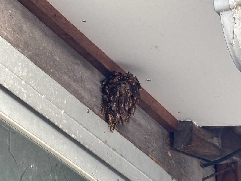 oyaGさんのサン・オリーブ温泉 (小豆島オリーブ公園)のサ活写真