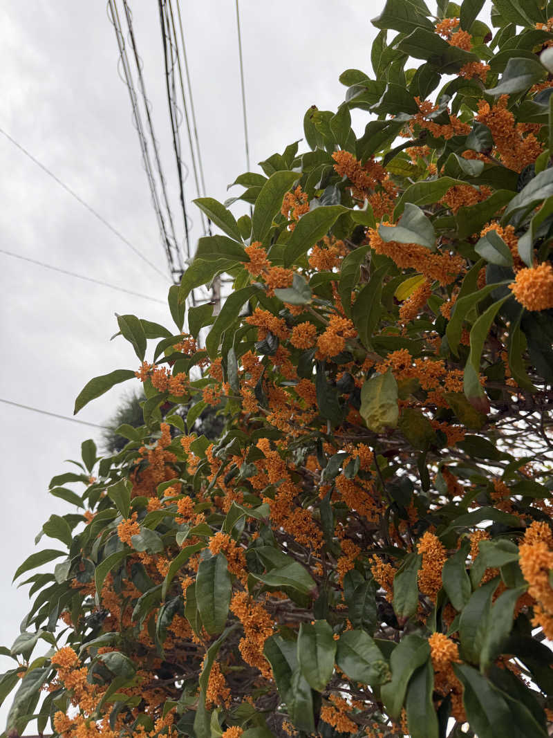 新参サウナー(今中毒)さんの3S HOTEL HIRATSUKAのサ活写真