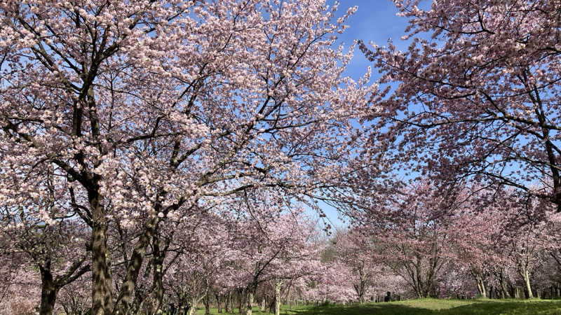 短パン小僧@旭川さんのキトウシの森きとろんのサ活写真