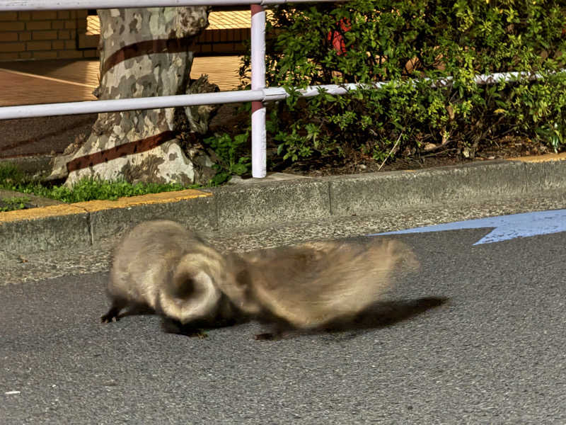 MaSaさんの高輪SAUNASのサ活写真