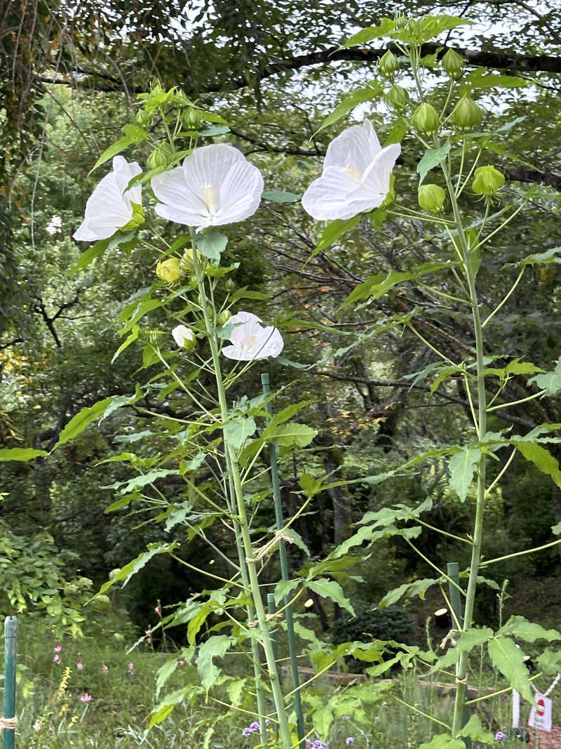 茉莉花さんのよみうりランド眺望温泉 花景の湯のサ活写真