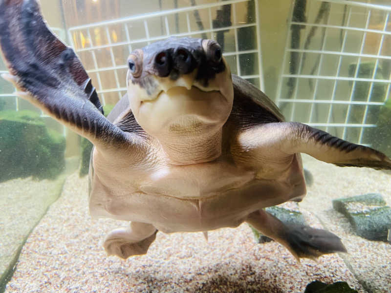 ウィスキング キャプテン くろだっこ🌿さんの松本湯のサ活写真