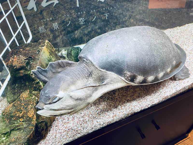 ウィスキング キャプテン くろだっこ🌿さんの松本湯のサ活写真