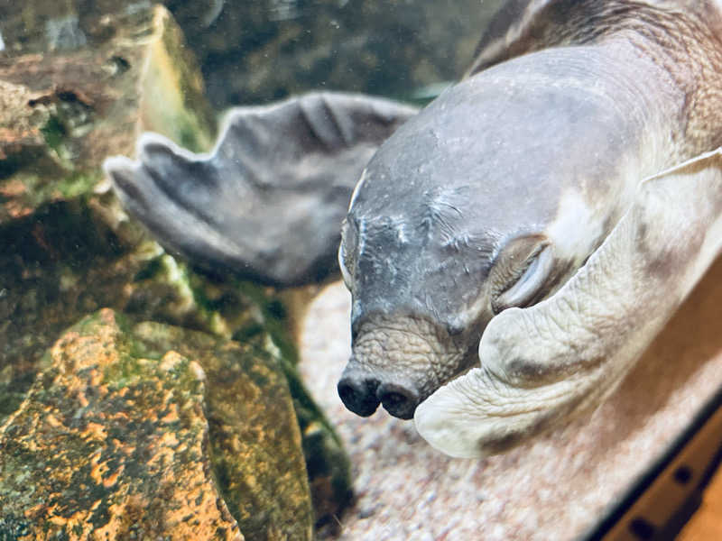 ウィスキング キャプテン くろだっこ🌿さんの松本湯のサ活写真