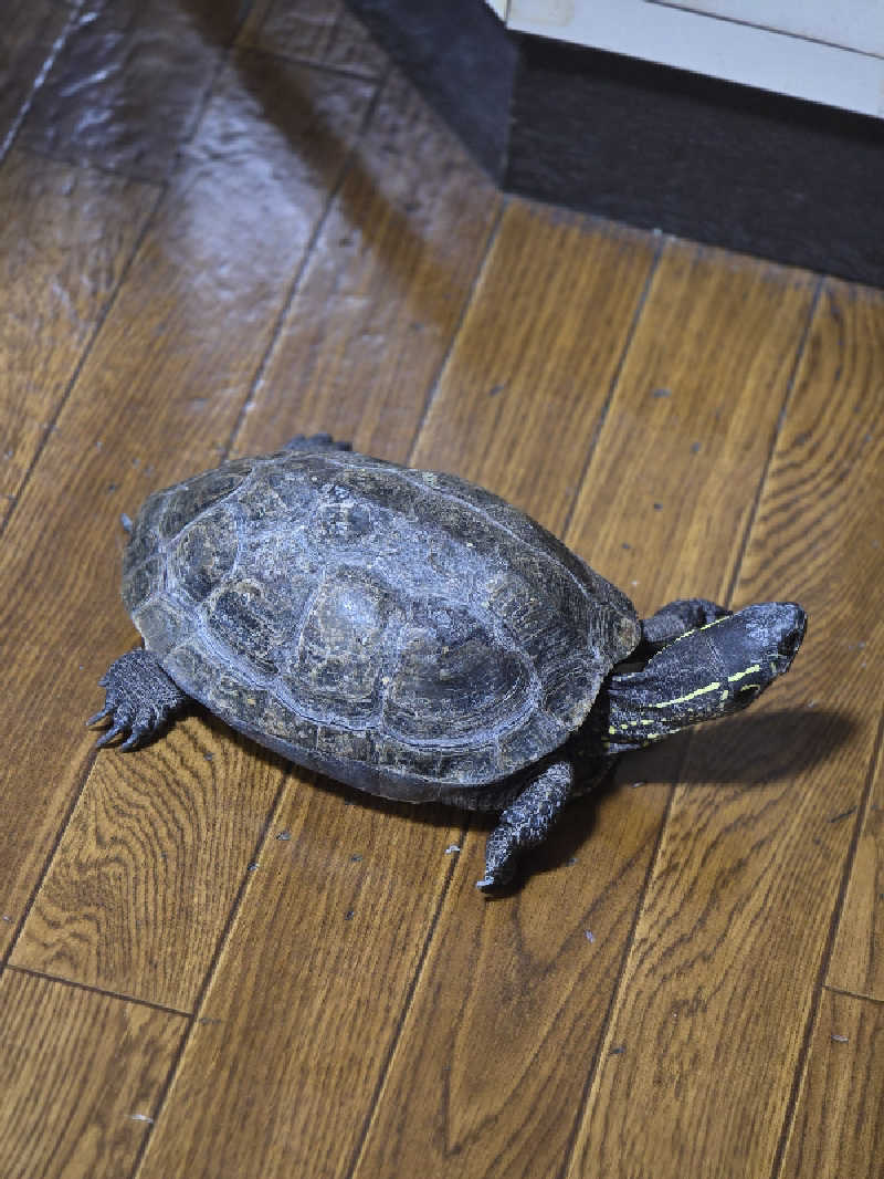 じょっぱりさん🍎さんのポパイ温泉のサ活写真