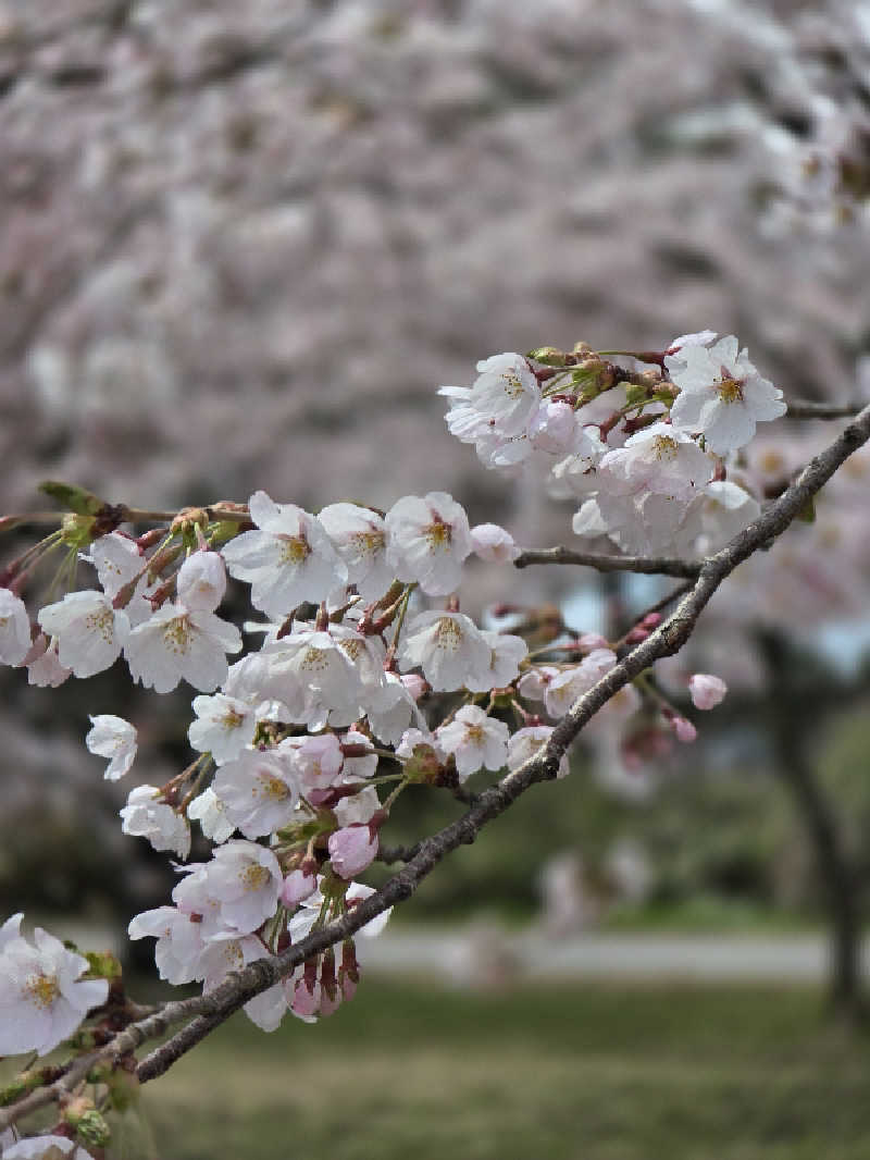 じょっぱりさん🍎さんのつがる地球村温泉のサ活写真