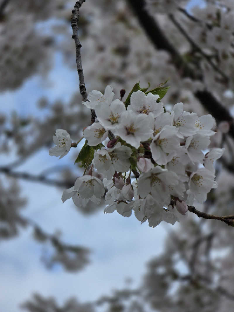じょっぱりさん🍎さんのからんころん温泉のサ活写真