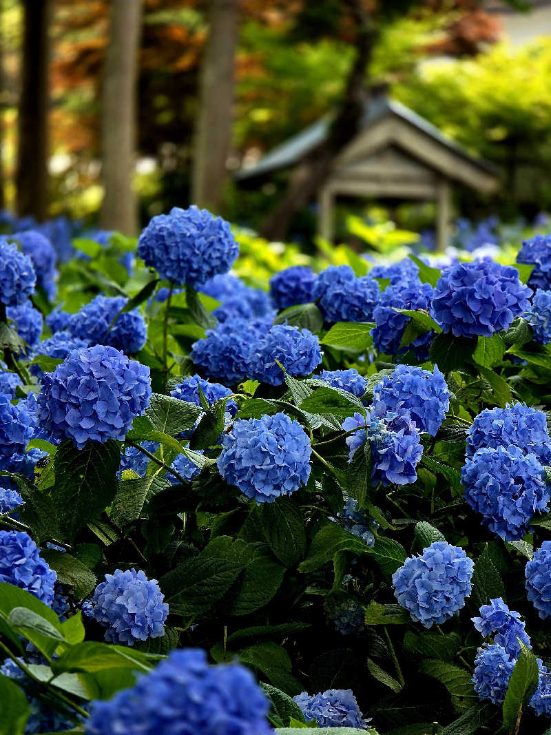 じょっぱりさん🍎さんの蔵サウナと文化財の宿 森長のサ活写真