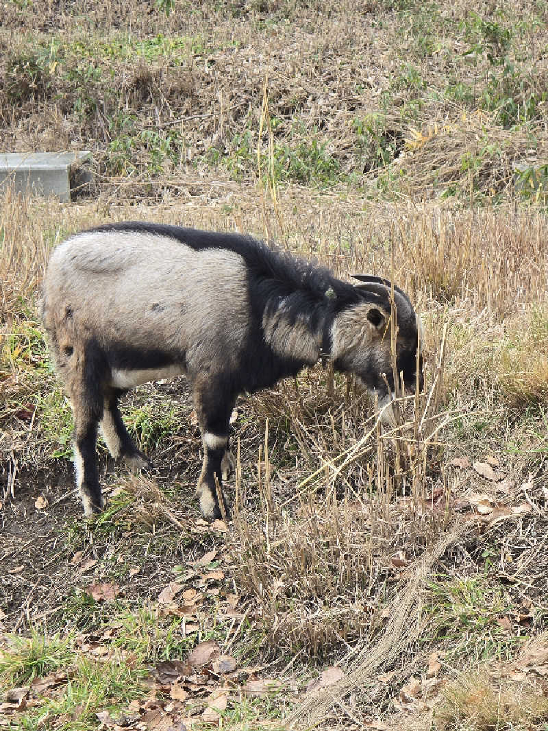 じょっぱりさん🍎さんの熊ノ沢温泉のサ活写真