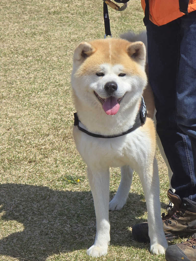 じょっぱりさん🍎さんの伊勢堂岱温泉 縄文の湯のサ活写真