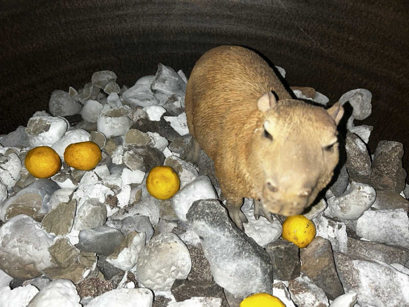 グイさんの富士山天然水SPA サウナ鷹の湯のサ活写真