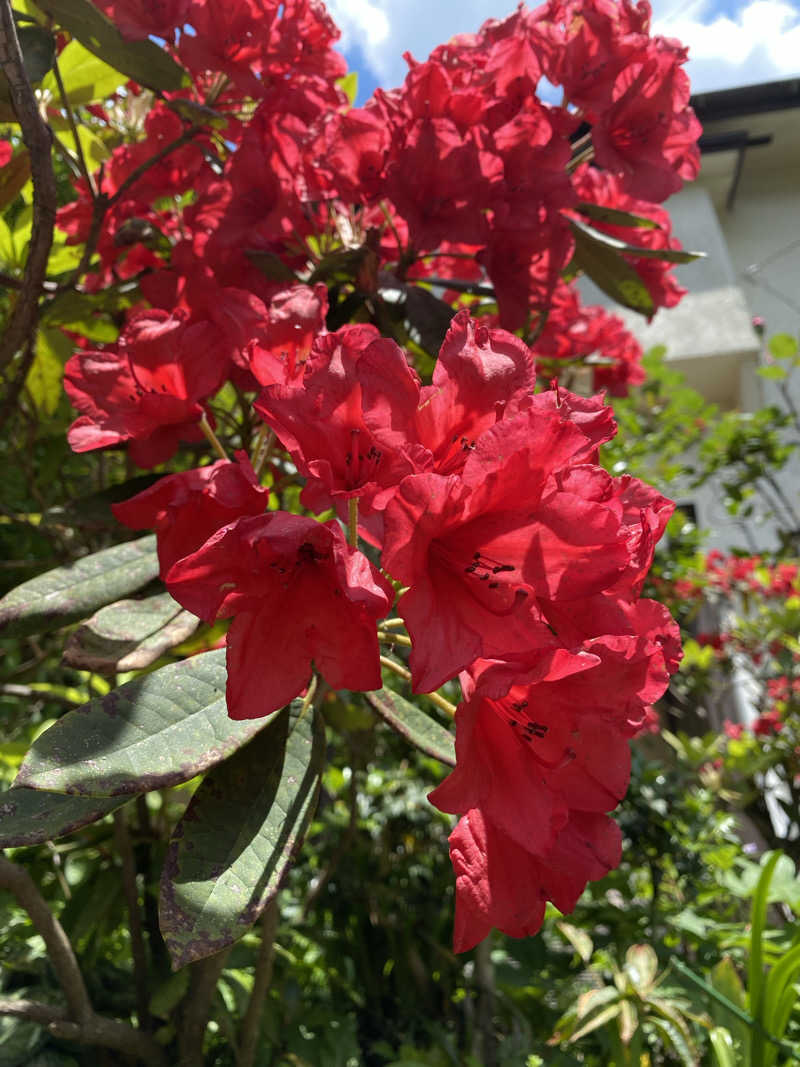 裏地見るプーチンさんの黒川温泉 奥の湯のサ活写真
