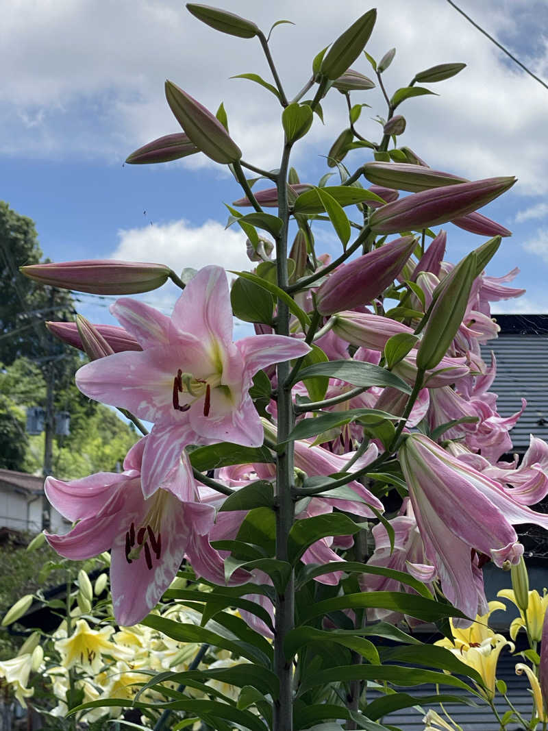 裏地見るプーチンさんのわいた温泉郷 ゆけむり茶屋のサ活写真