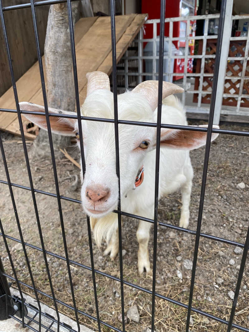 裏地見るプーチンさんの島原温泉 ホテル南風楼のサ活写真