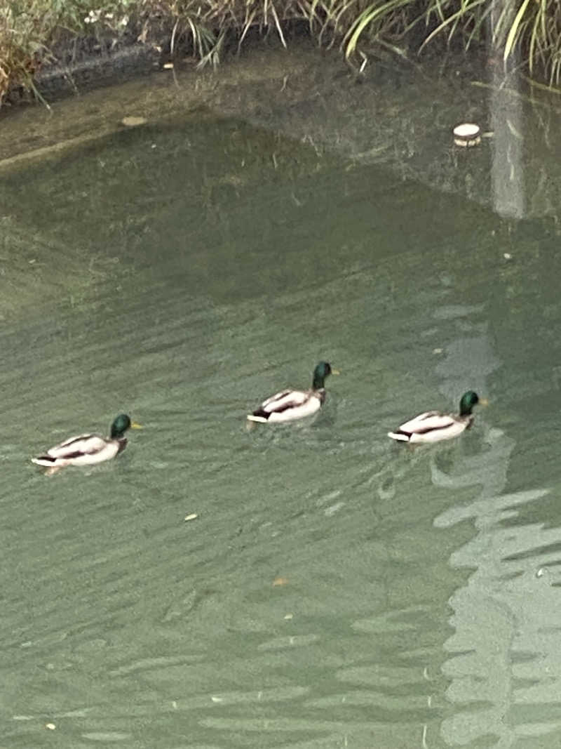 裏地見るプーチンさんの宗像王丸・天然温泉 やまつばさのサ活写真