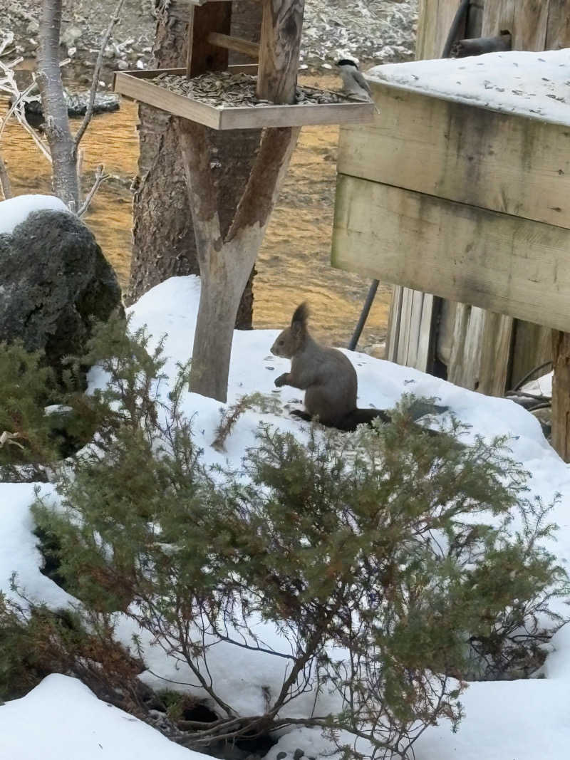 ラムミミさんの湯宿だいいちのサ活写真
