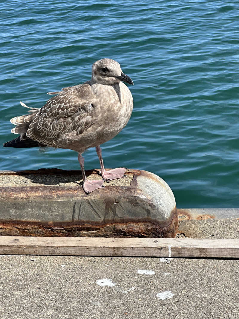 湯きさんの岬の湯 しゃこたんのサ活写真