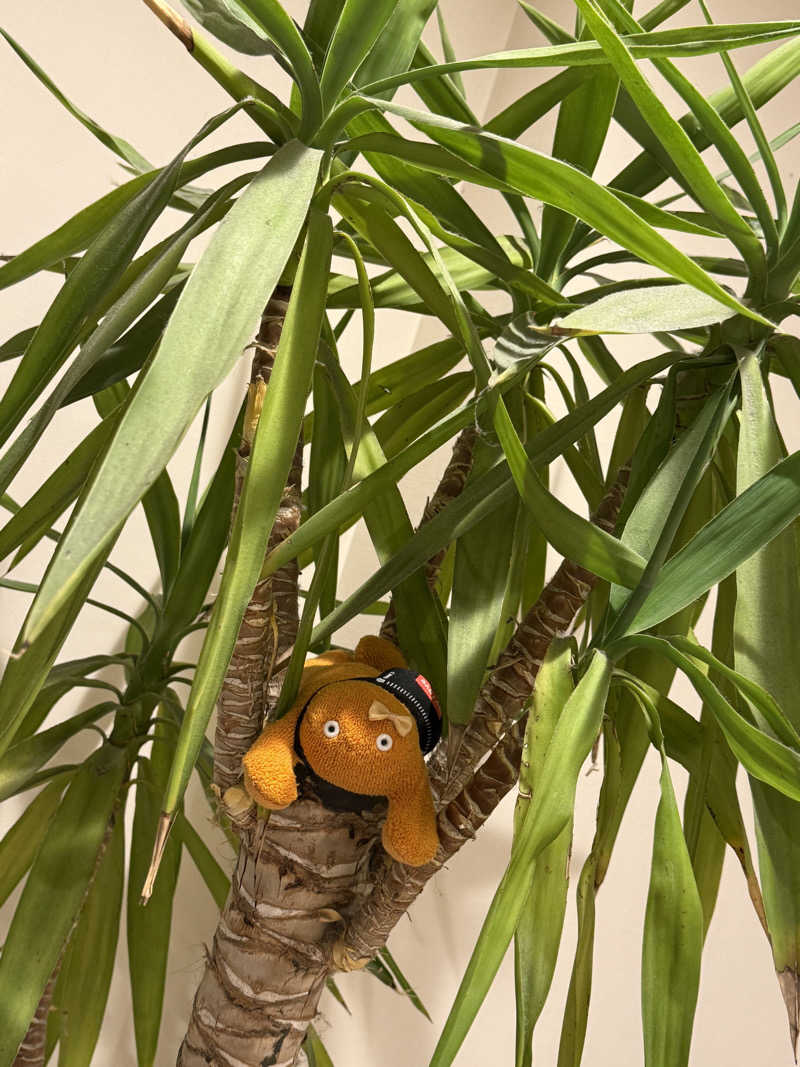 ぽんちゃんさんの伊都の湯どころのサ活写真