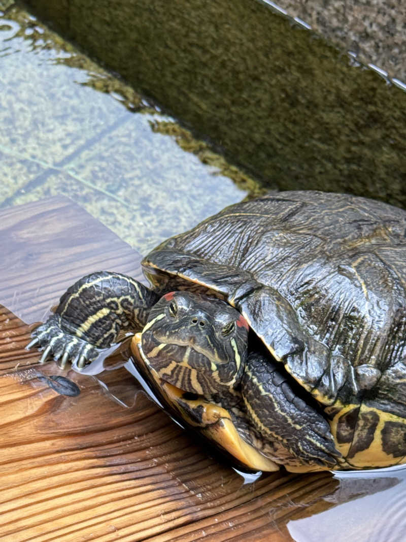 ぽんちゃんさんのプライベートサウナ湯の川のサ活写真