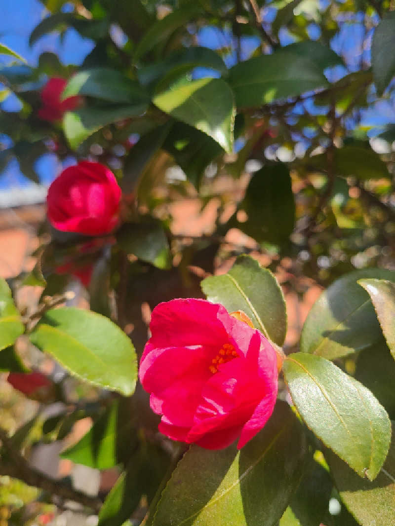 きょんたさんの林檎の湯屋 おぶ～のサ活写真