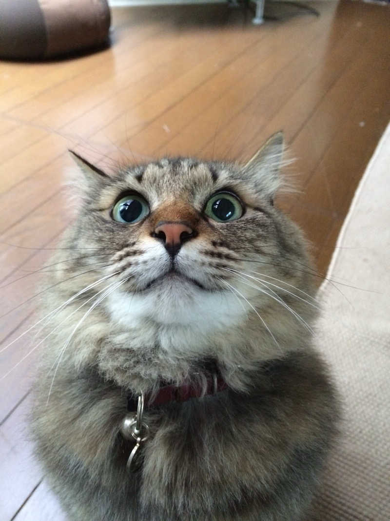 captain877さんの極楽湯 豊橋店のサ活写真