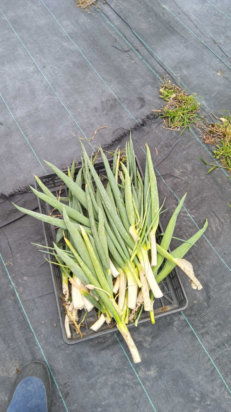 健ちゃんさんの稲沢ぽかぽか温泉のサ活写真