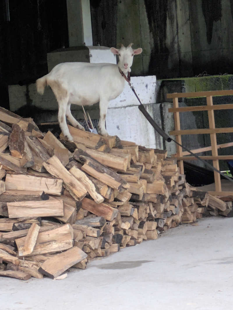 鰆さんのさぷらすのサ活写真