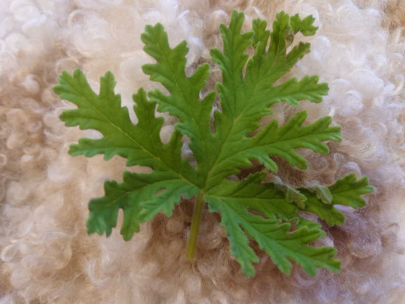 まさこさんの金城温泉元湯のサ活写真