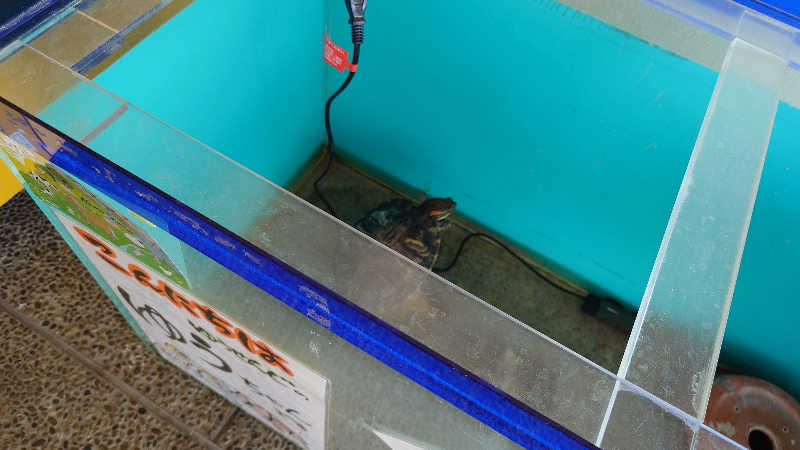 まさこさんのピュア涌泉寺のサ活写真
