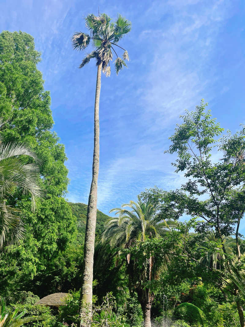 お肉ちゃんさんの蓮台寺温泉 清流荘のサ活写真