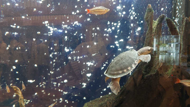 よちぼう@水風船サウナーさんの竹取温泉 灯りの湯のサ活写真