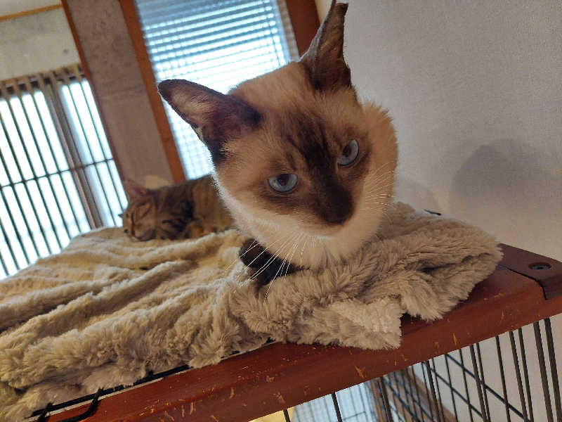 よちぼう@水風船サウナーさんの入船温泉のサ活写真