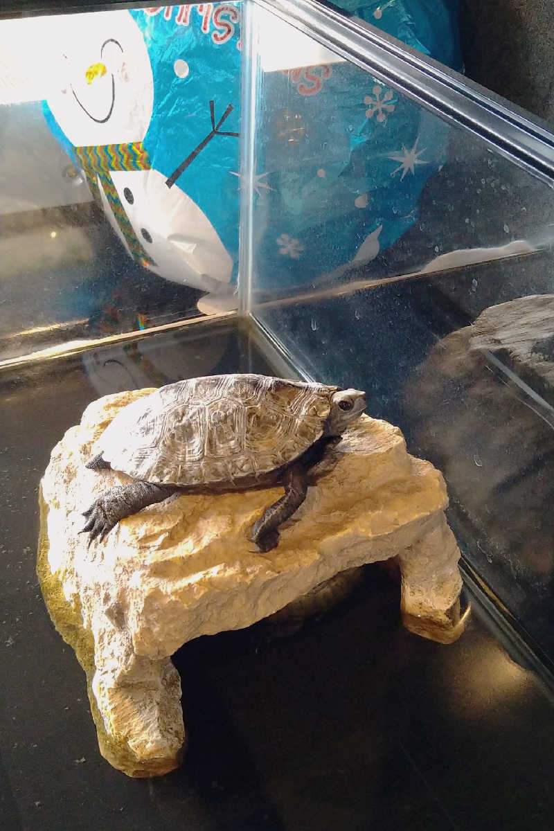 かめたさんのカッフェルひなのさと(おやどカフェグーグー)のサ活写真