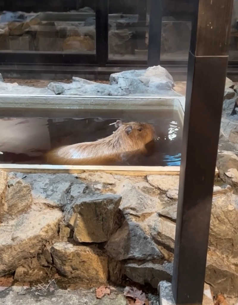 フェルトひろゆきさんの石狩天然温泉 番屋の湯のサ活写真