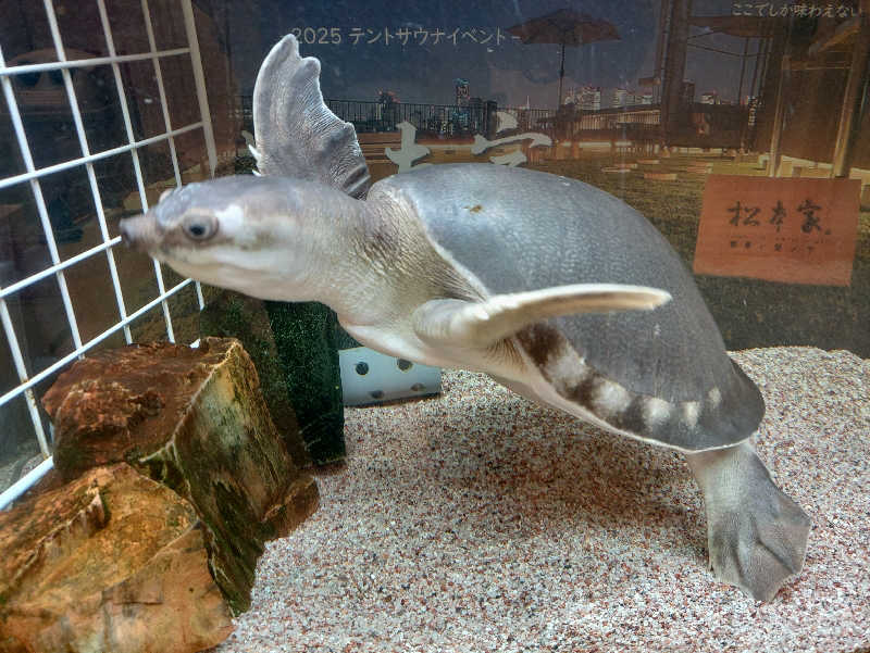 ＮＹ三十七番街のタヌキさんの松本湯のサ活写真