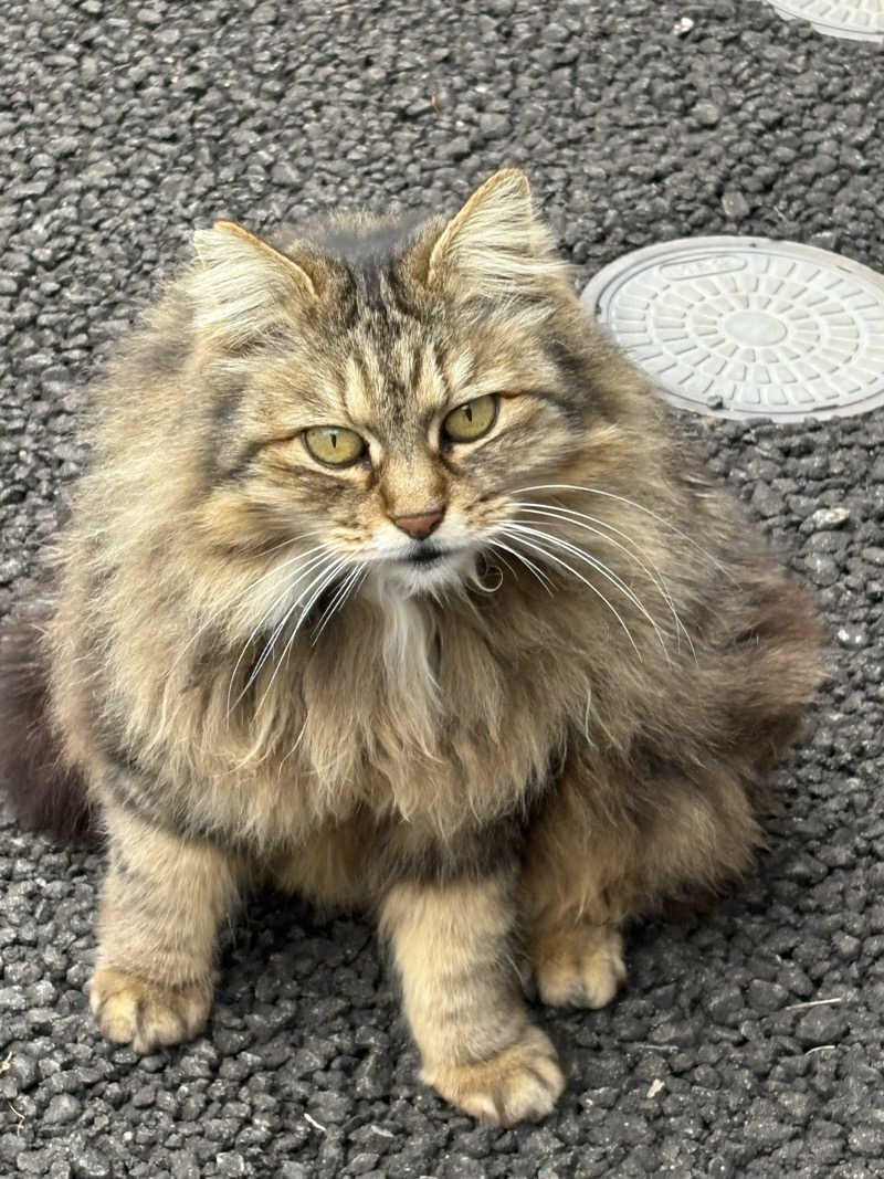 みきてぃさんの亀の井ホテル 別府のサ活写真