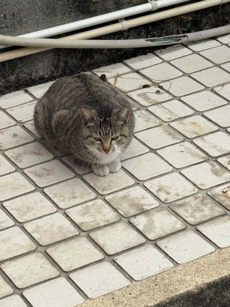 みきてぃさんのやよいの湯のサ活写真