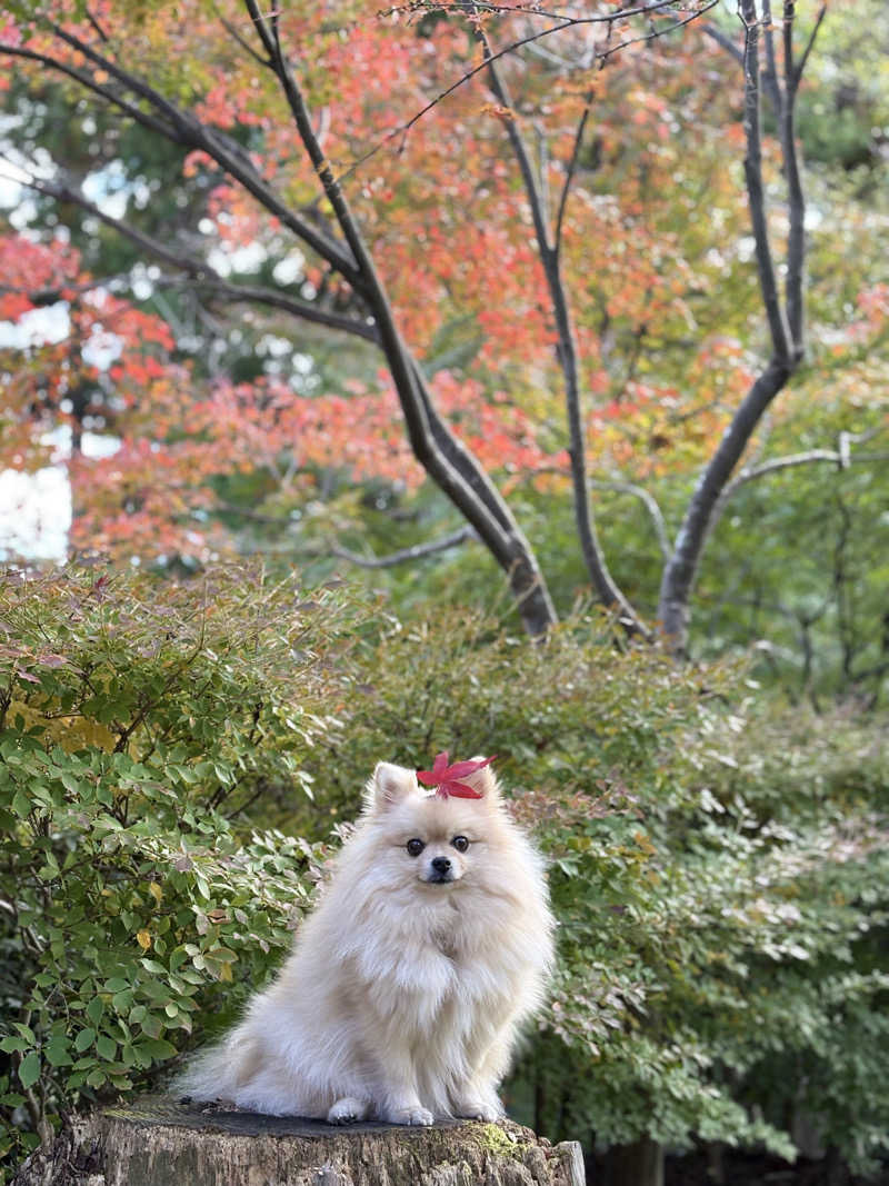 ポメサウナーさんの古橋廣之進記念浜松市総合水泳場 ToBiOのサ活写真