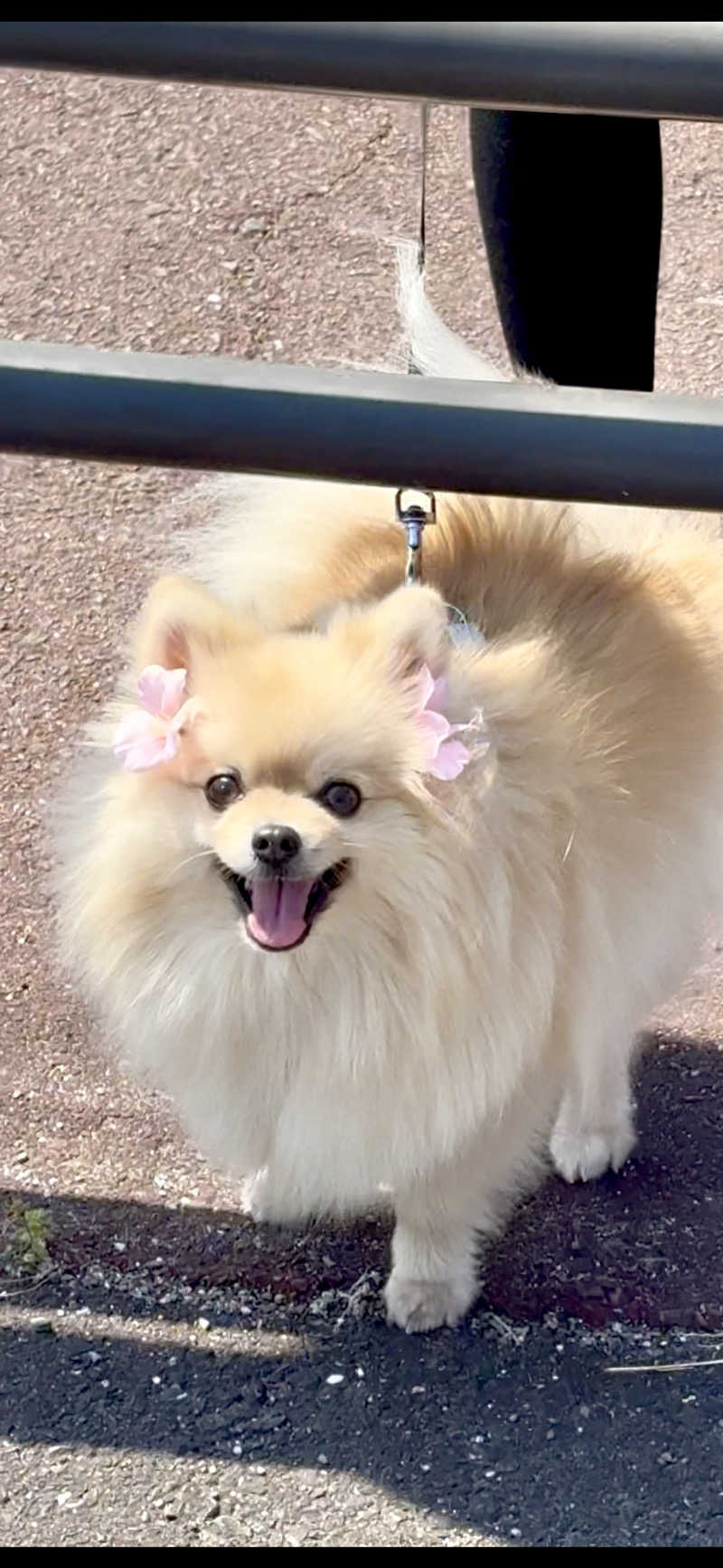 ポメサウナーさんのサウナピアのサ活写真