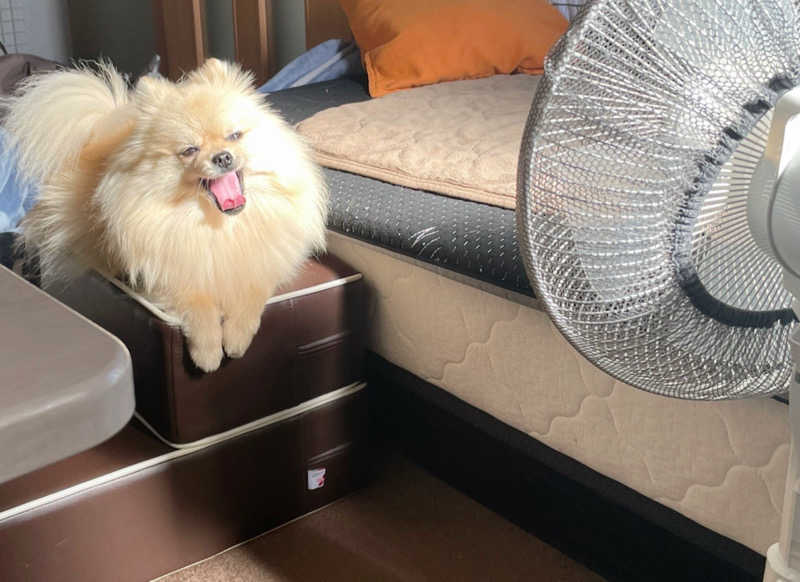 ポメサウナーさんのリラクゼーションスパ アペゼのサ活写真