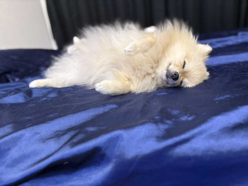 ポメサウナーさんの天然温泉 つつじの湯 ドーミーインEXPRESS豊橋のサ活写真