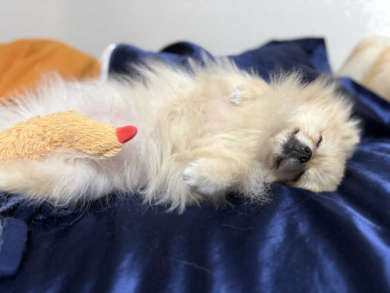 ポメサウナーさんのKAREN浜名湖withDogのサ活写真