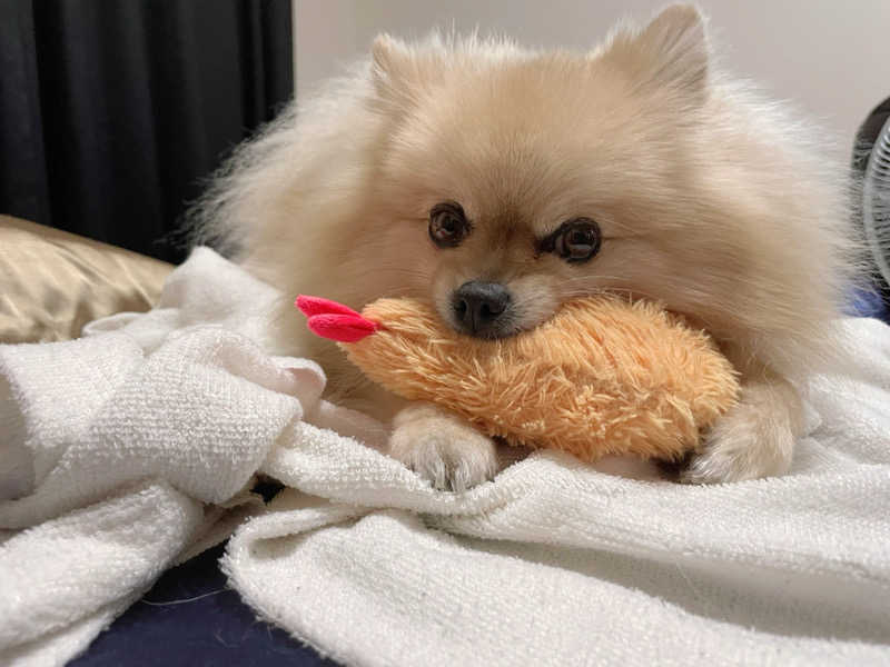 ポメサウナーさんのウェルビー栄のサ活写真