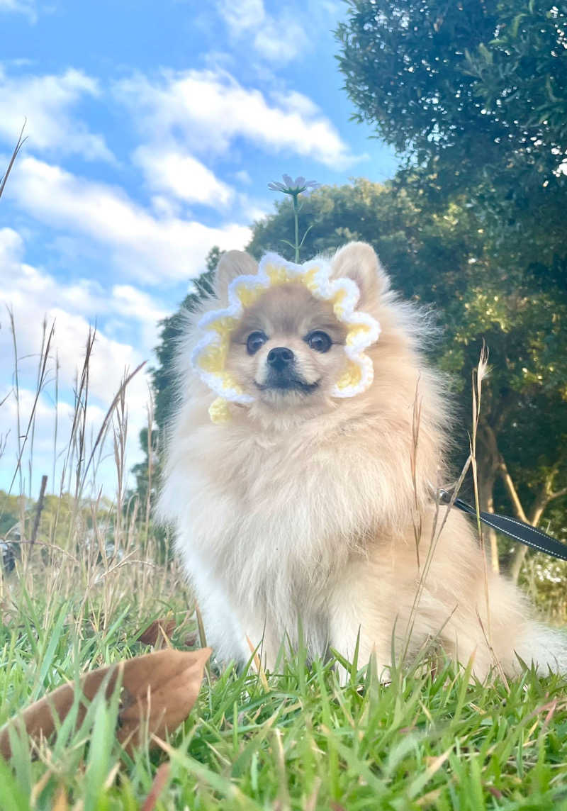 ポメサウナーさんの天然温泉 つつじの湯 ドーミーインEXPRESS豊橋のサ活写真